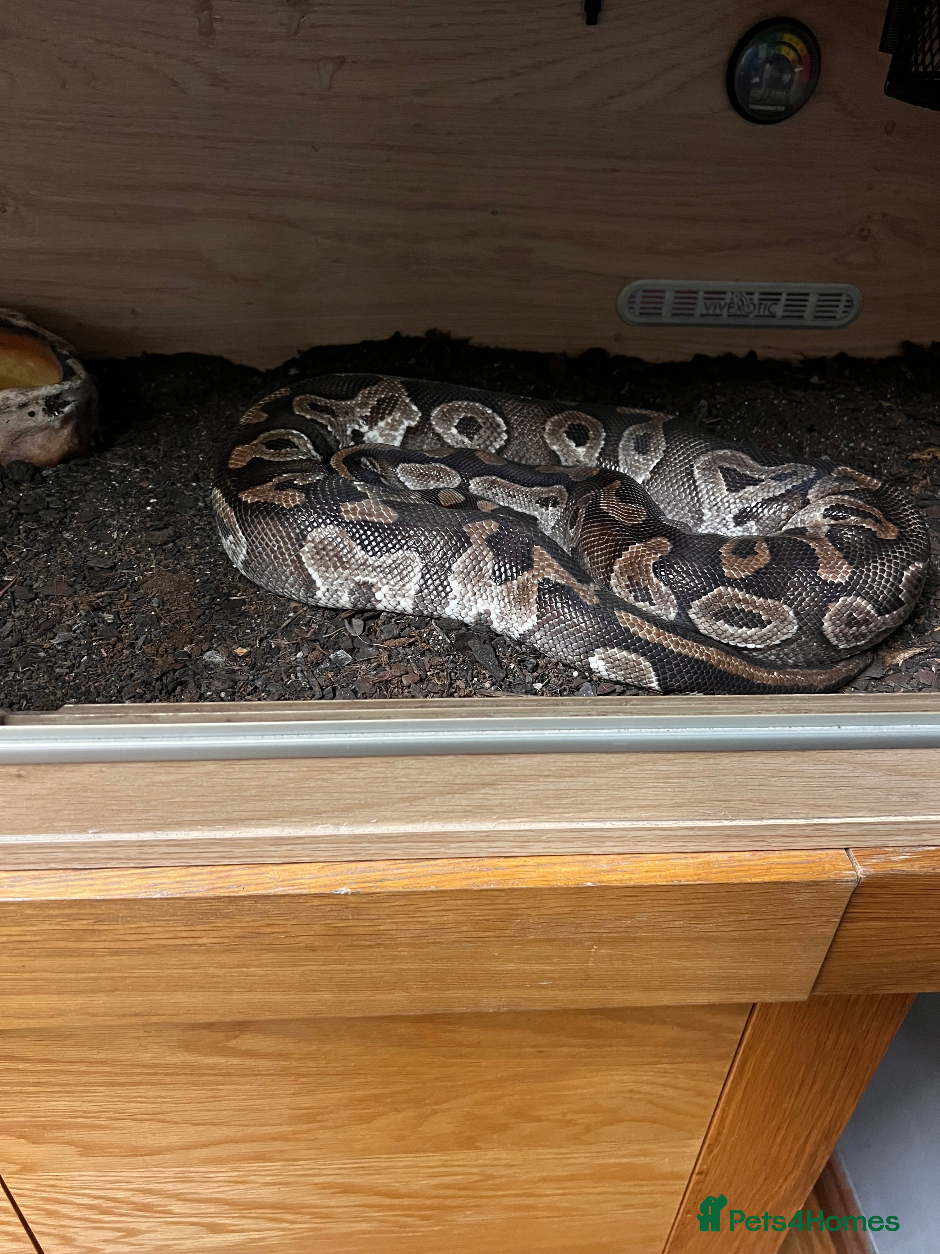 Python Snake reptiles Ball Python  - Advert 1