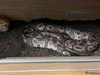 Python Snake reptiles Ball Python - Advert 3