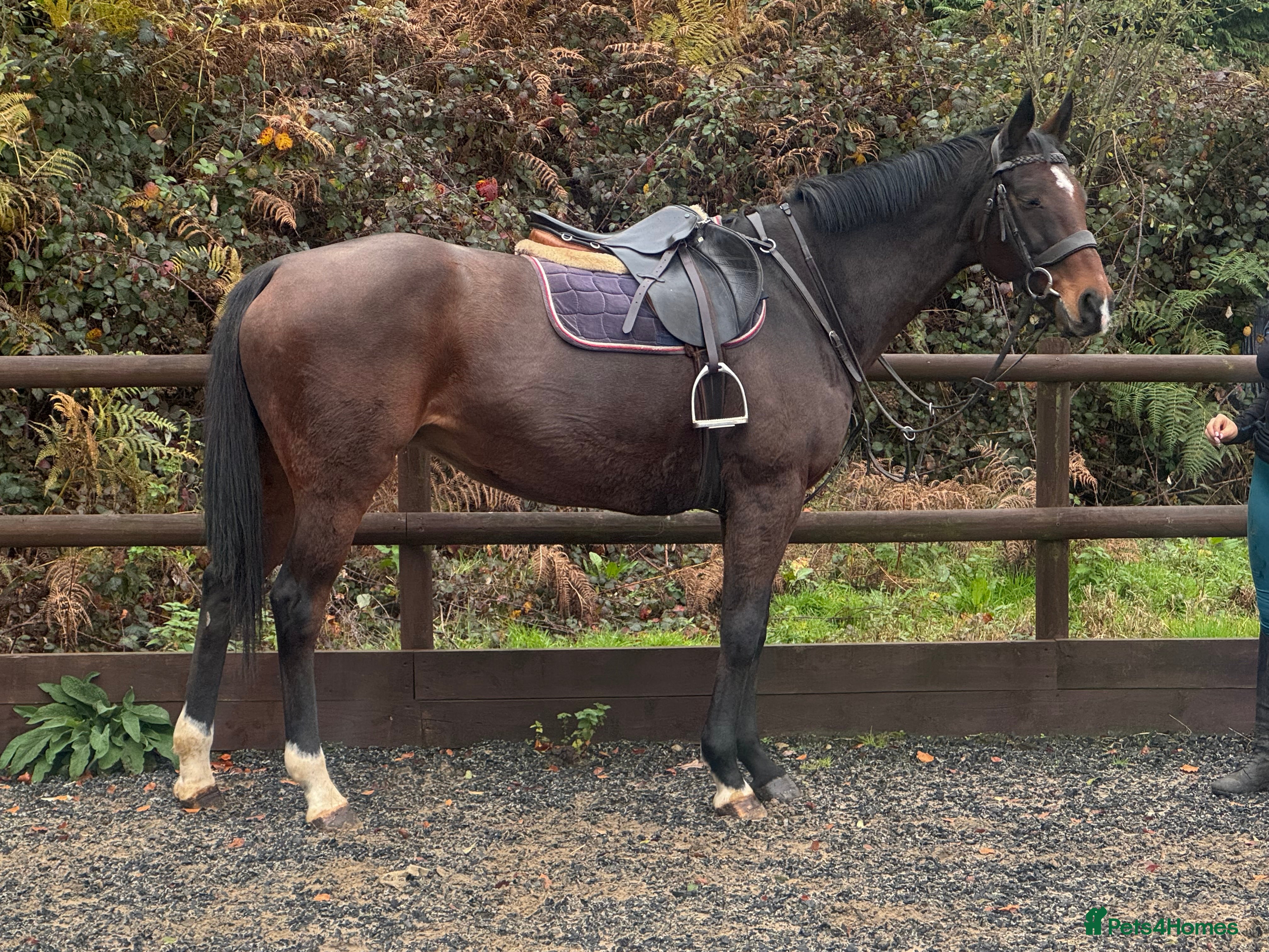 English Thoroughbred horses 16&#x27;1 ROR Eligible Sweetheart  - Advert 16