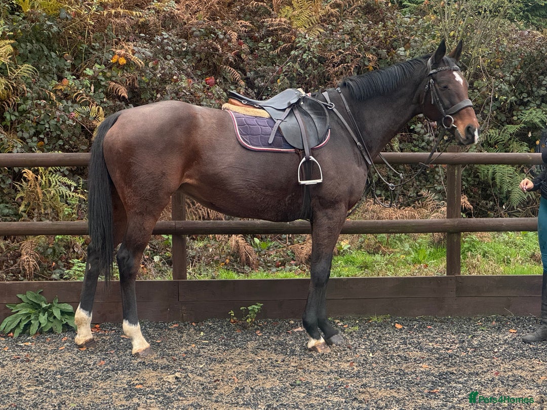 English Thoroughbred horses for sale: 16'1 ROR Eligible Sweetheart  - Image 9