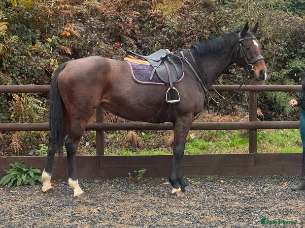 English Thoroughbred horses 16'1 ROR Eligible Sweetheart - Advert 2