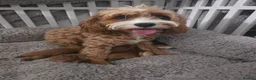 Cavapoo dogs for sale: Extensive health tested F1B Cavapoo puppies  - Advert 3
