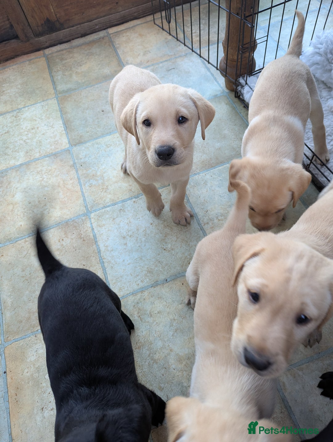 Labrador Retriever dogs for sale: 7 K C registered Chunky Labrador puppies  - Advert 8