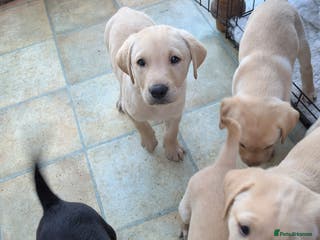 Labrador Retriever dogs 7 K C registered Chunky Labrador puppies READY NOW - Advert 5