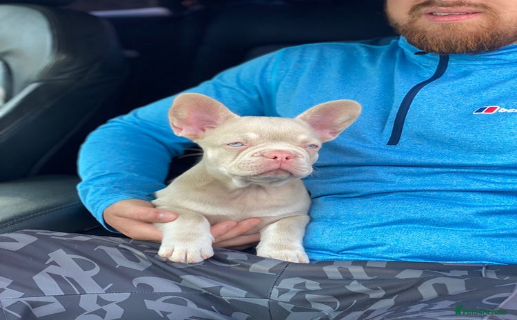 French Bulldog dogs - Advert 19