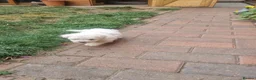 Mixed Breed dogs for sale: Bichone Frise 3 boys one girl  - Advert 14