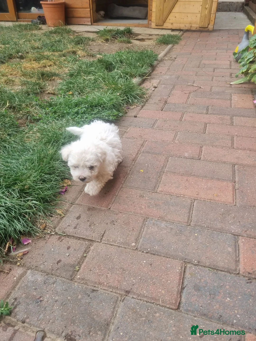 Mixed Breed dogs for sale: Bichone Frise 3 boys one girl  - Advert 14