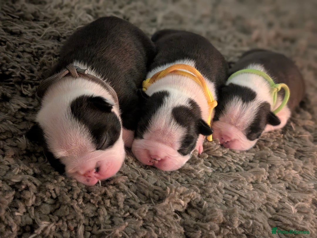 Boston Terrier dogs for sale: KC registered BOSTON TERRIER PUPPIES  - Image 1