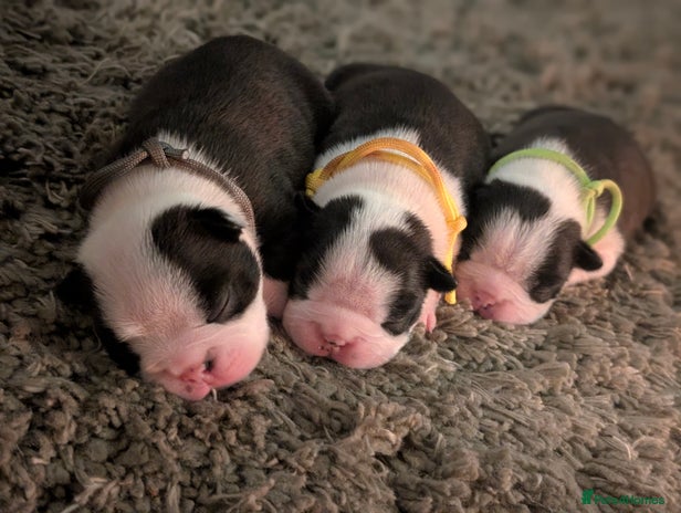 Boston Terrier dogs - Advert 1