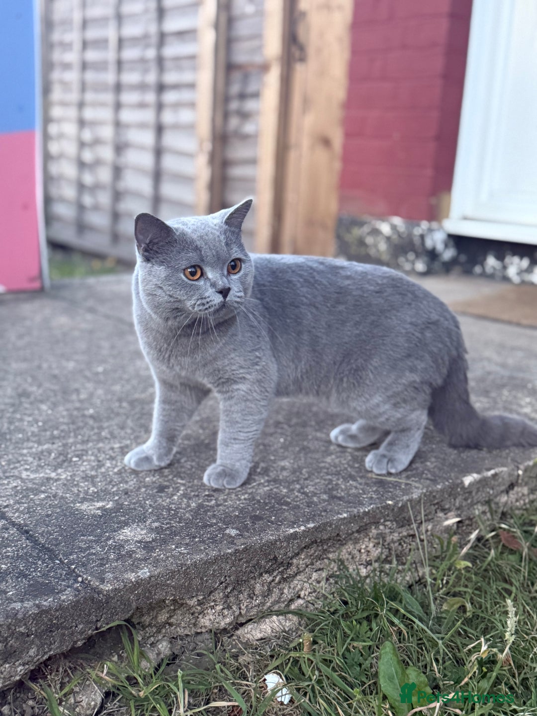 British Shorthair cats for sale: British shorthair Active 💙🐱 - Image 4