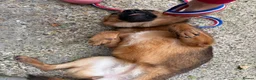 Mixed Breed dogs for adoption: Roca - Norwich Norfolk  - Advert 9