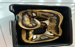 Python Snake reptiles for sale: 6 ball pythons & 8 vivariums for sale - Image 5