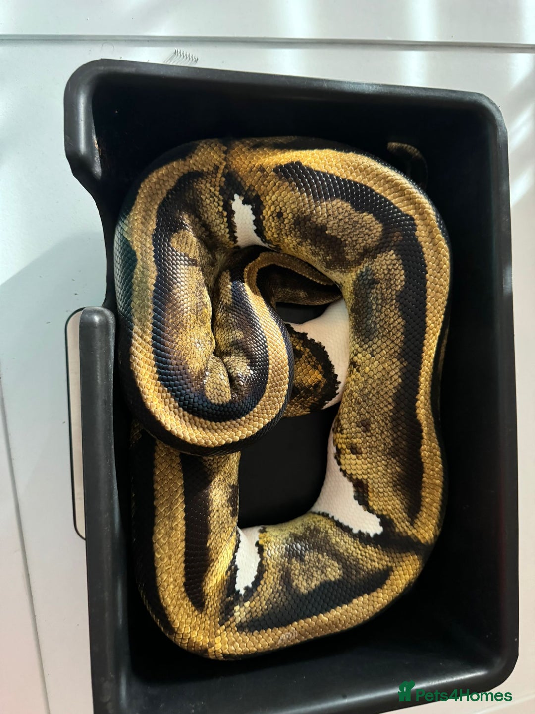 Python Snake reptiles for sale: 6 ball pythons & 8 vivariums for sale - Image 5