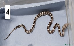 Corn Snake reptiles for sale: Corn Snake Morph Hatchling's  - Image 8