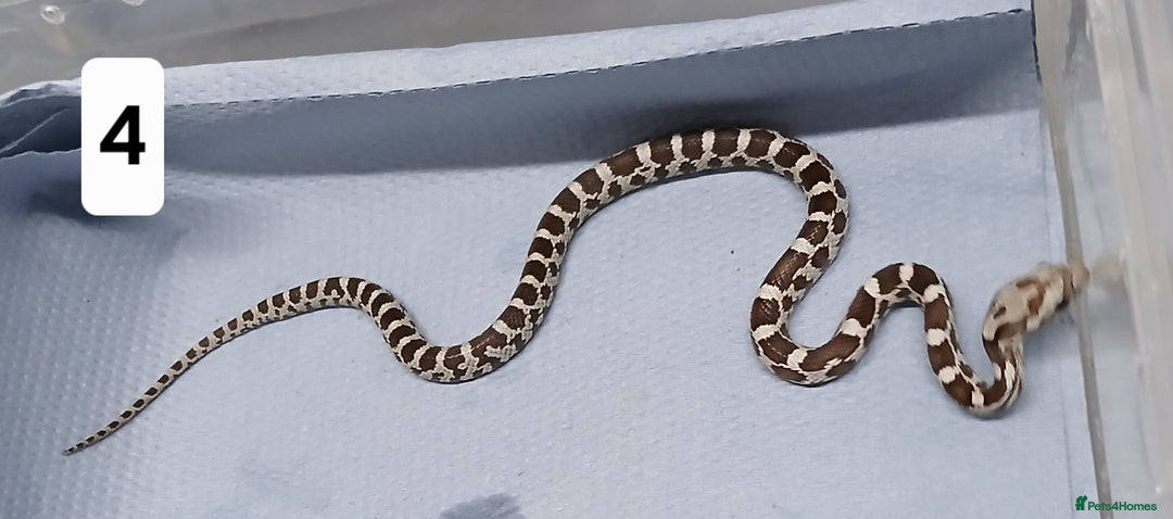 Corn Snake reptiles for sale: Corn Snake Morph Hatchling's  - Image 8