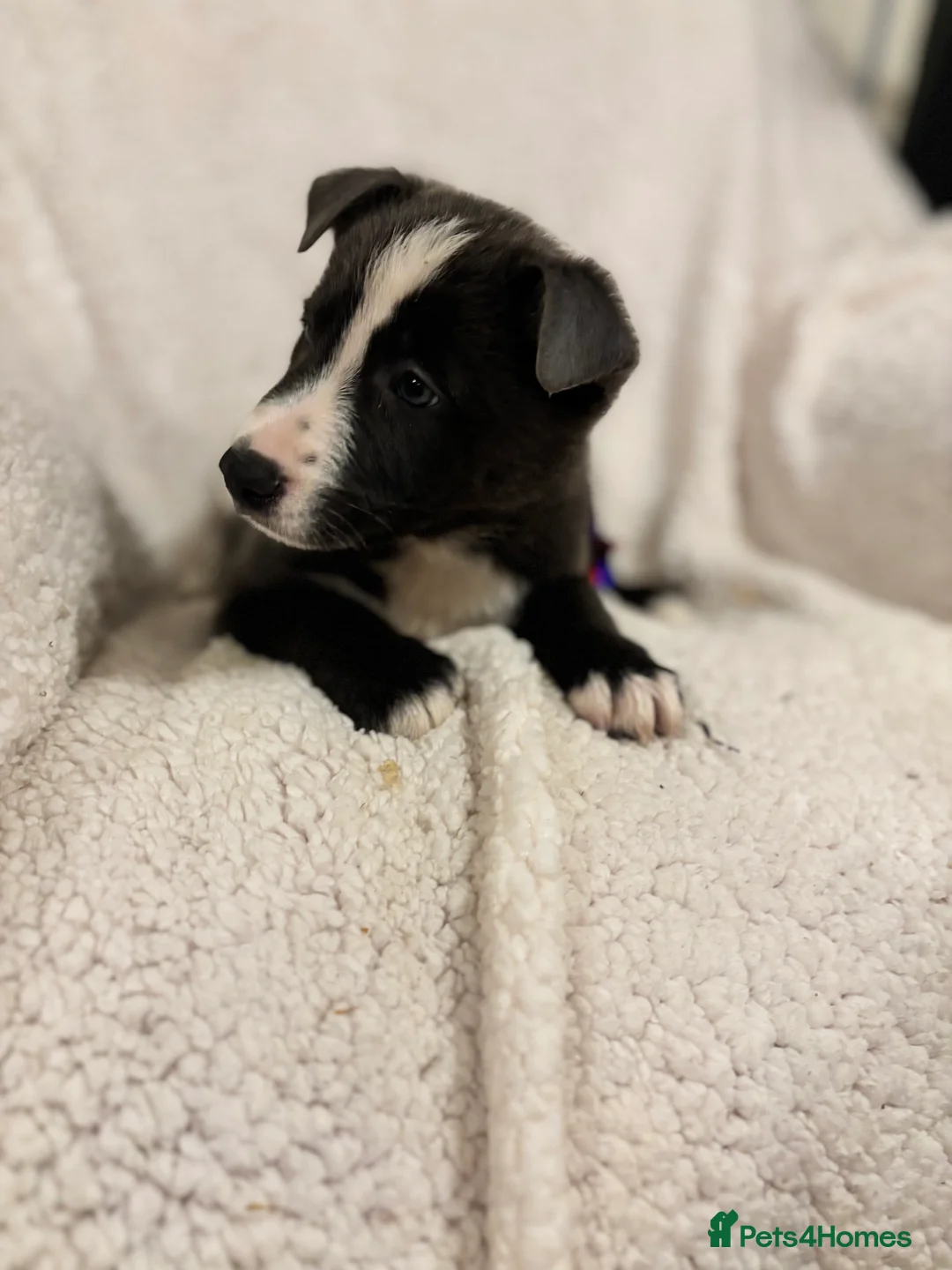 Borador dogs for sale: Beautiful Borador puppies for sale  - Advert 12