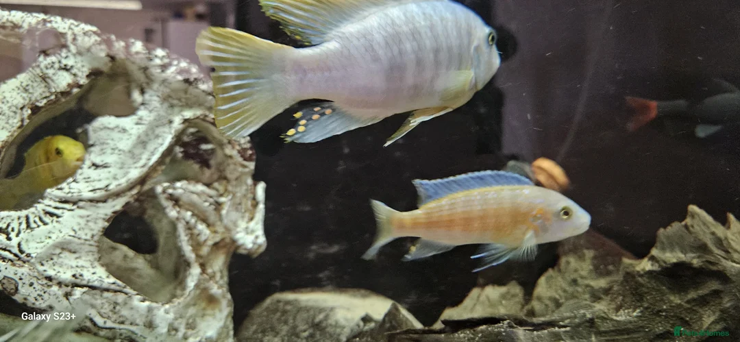 Other/Mixed Breed fish for sale: Assortment of fish  - Advert 2