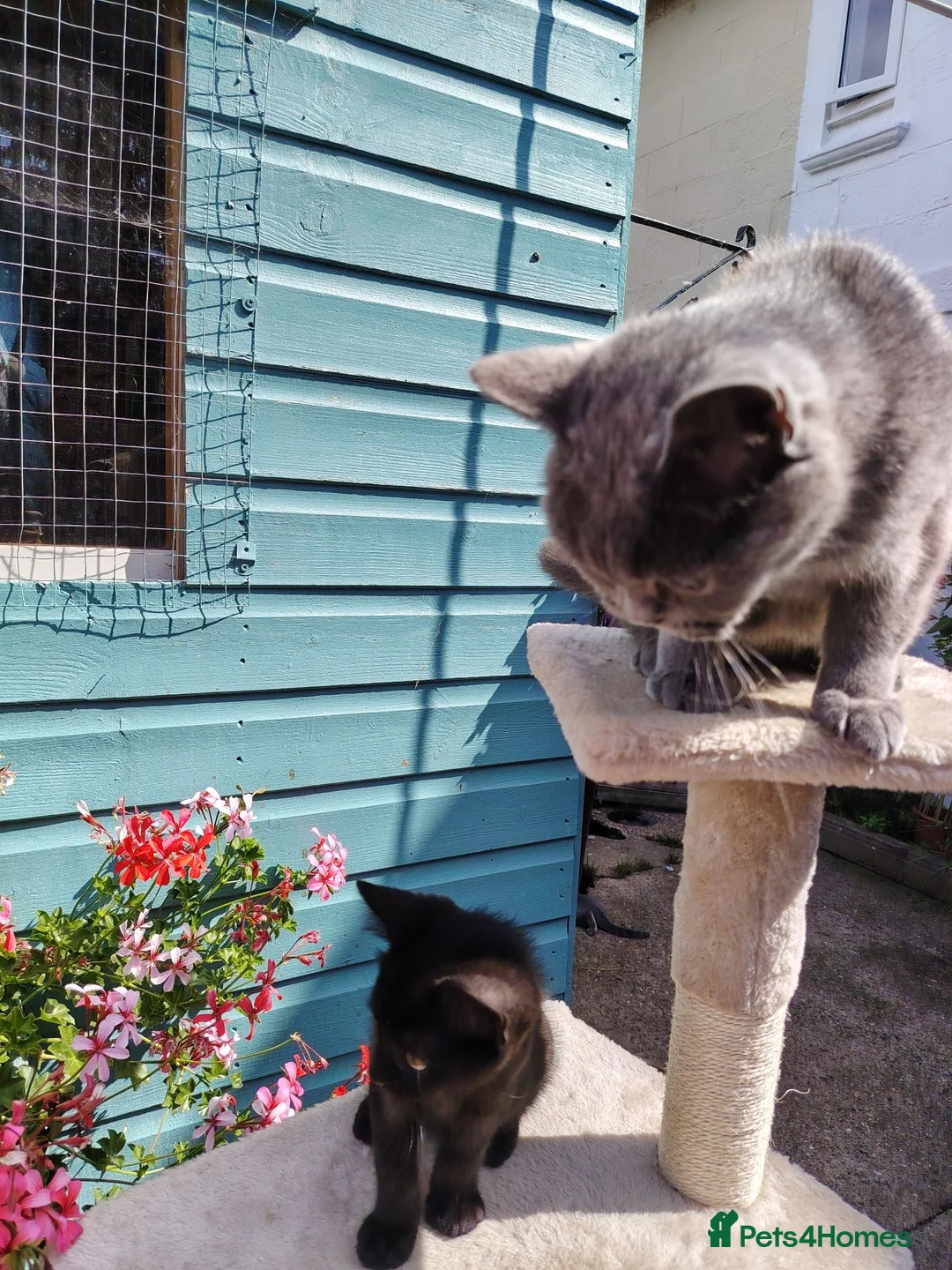 British Shorthair cats for sale: Beautiful kitten - Advert 2