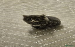 Mixed Breed cats for sale: Fluffy kittens for sale - Image 1