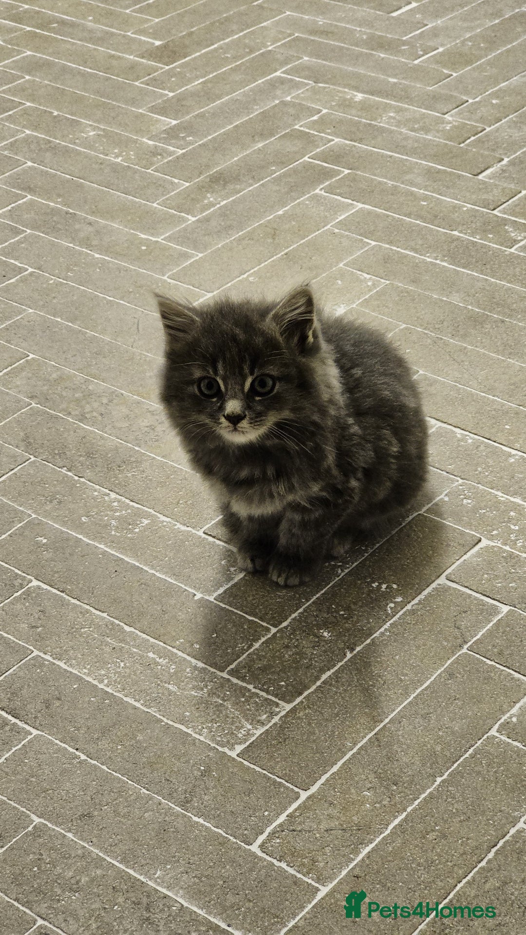 Mixed Breed cats for sale: Fluffy kittens for sale - Image 1