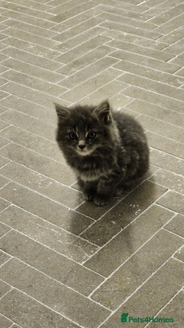 Mixed Breed cats - Advert 14