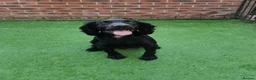 Cocker Spaniel dogs for sale: Beautiful black working cocker spaniels  - Advert 13