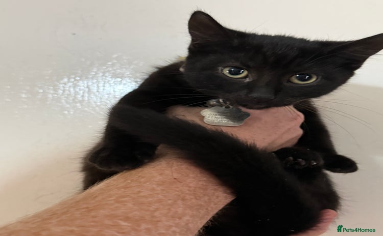 Domestic Shorthair cats - Advert 15