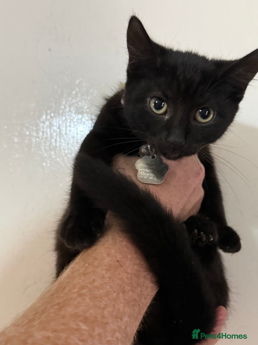 Domestic Shorthair cats for sale: Female Black kitten domestic shorthair - Image 1