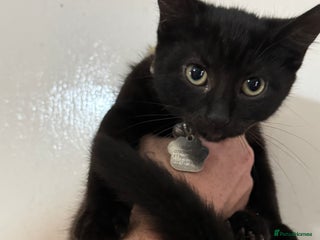 Domestic Shorthair cats - Advert 26