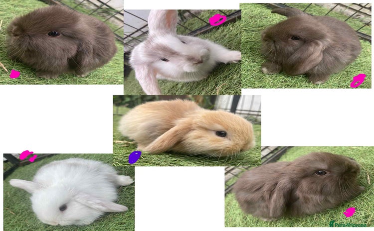 Mini Lop rabbits - Advert 4