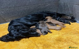 Cocker Spaniel dogs for sale: Carefully bred Kc FTW sired cocker spaniel pups,  - Image 13