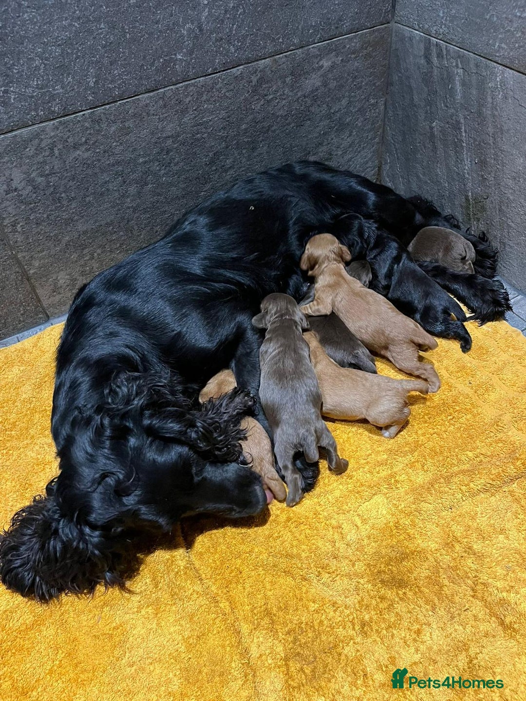 Cocker Spaniel dogs for sale: Carefully bred Kc FTW sired cocker spaniel pups,  - Image 13