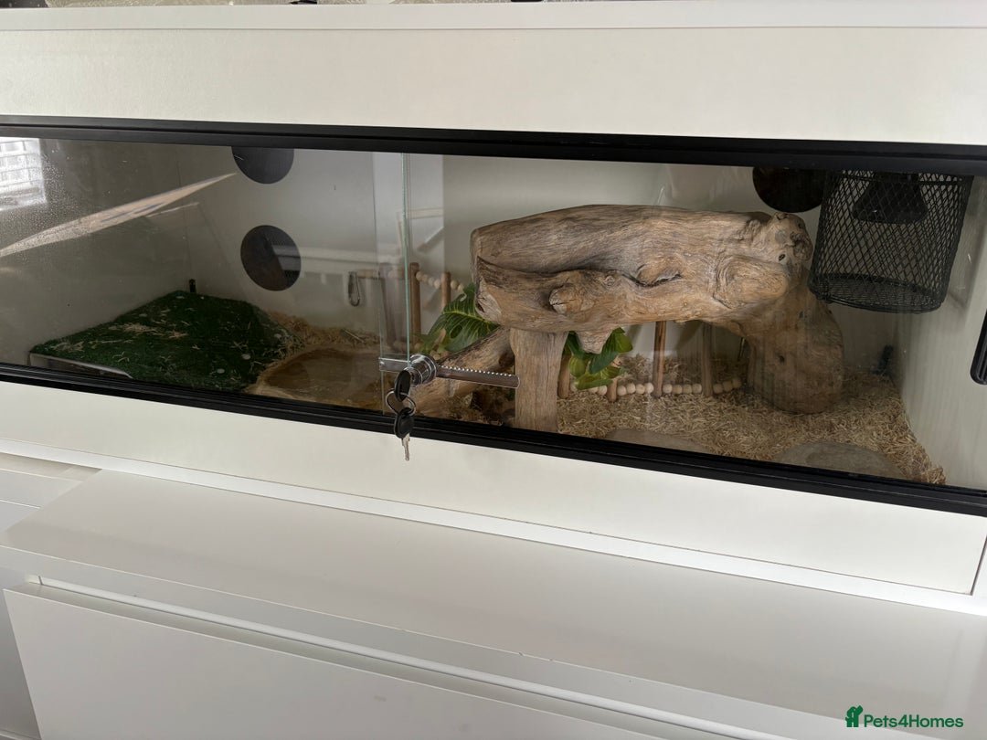 Corn Snake reptiles for sale: Corn snake & enclosure for sale  - Image 3