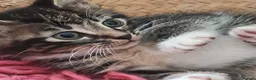 Mixed Breed cats for sale: Kittens in Ipswich - Advert 9