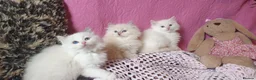 Ragdoll cats for sale: 💖Beautiful GCCF Registered Ragdoll Kittens. - Advert 5
