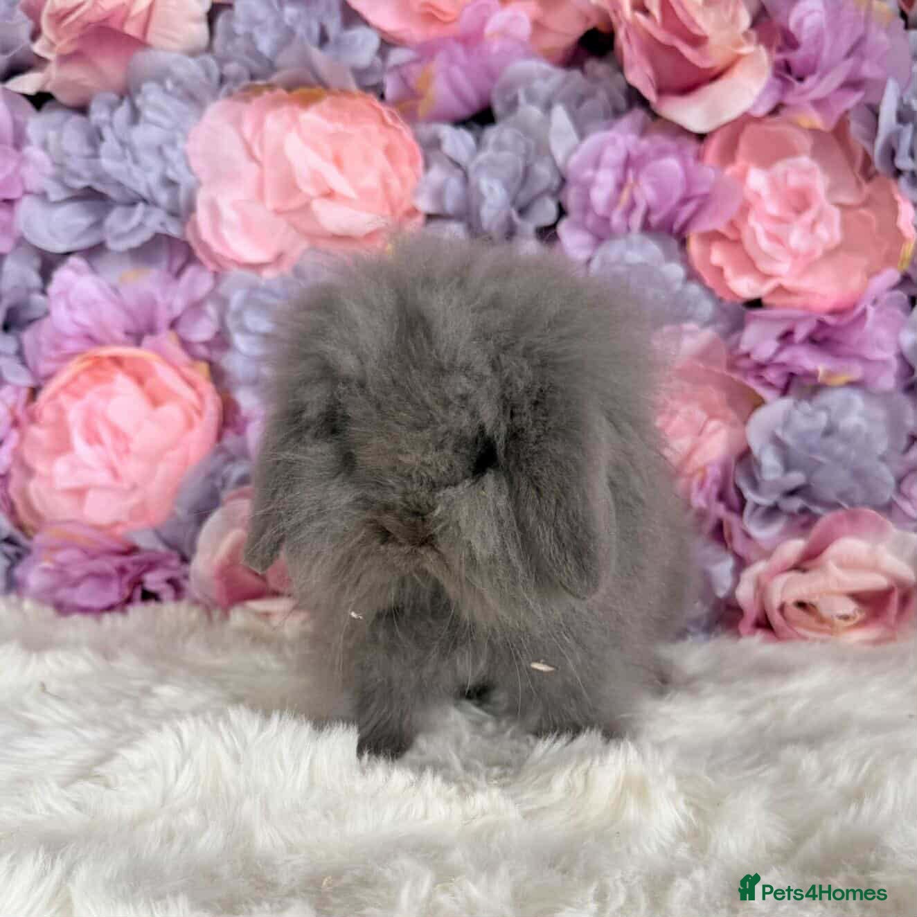 Mini Lop rabbits 🌸 Friendly Mini Lop & dm lion lop 🌸 xxx - Advert 12