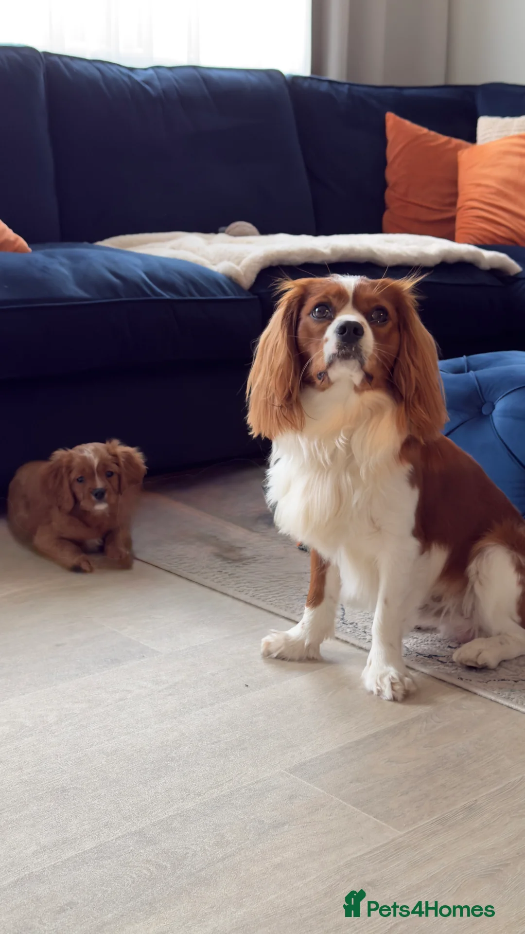 Cavalier King Charles Spaniel dogs for stud: Health Tested Cavalier King Charles For Stud - Advert 2