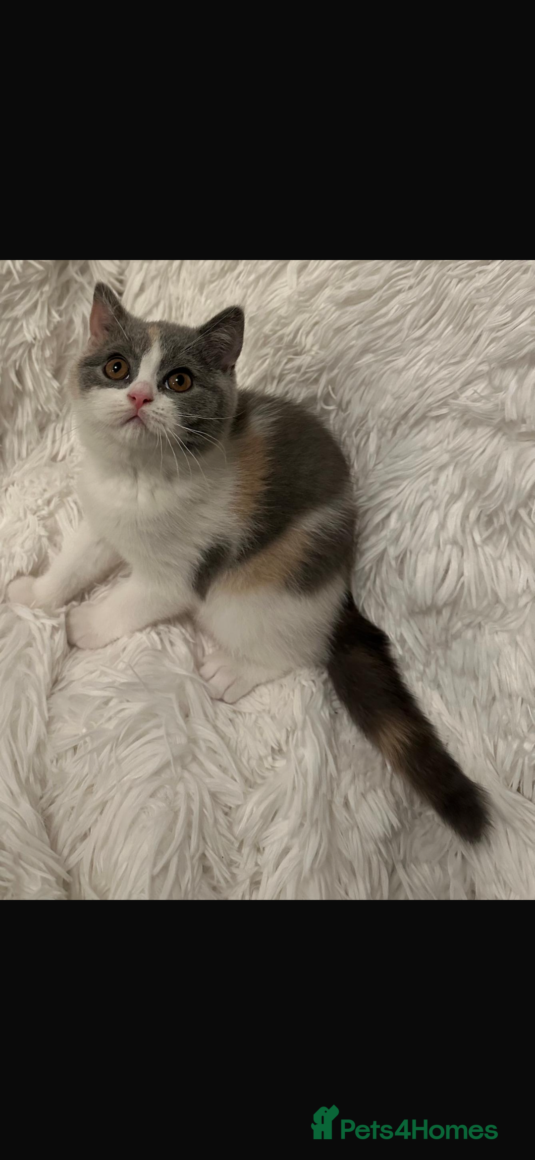 British Shorthair cats for sale: 1 left Ready NOW GCCF BSH kittens  - Advert 21