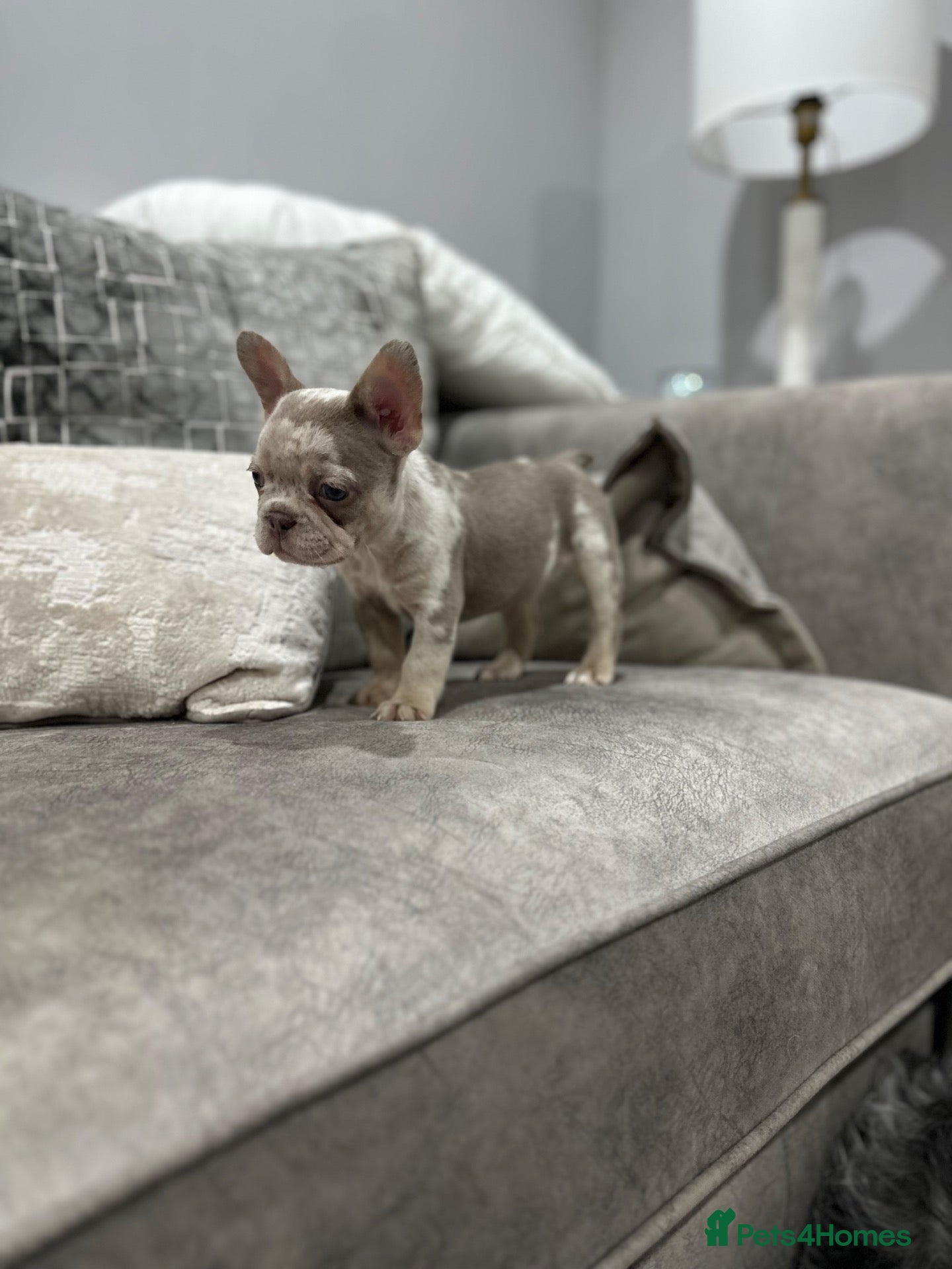 French Bulldog dogs French bulldogs  - Advert 1