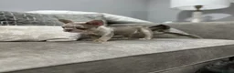 French Bulldog dogs for sale: French bulldogs  - Advert 1