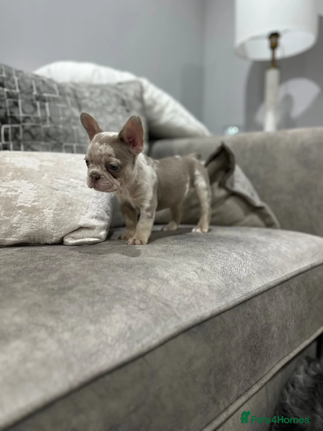 French Bulldog dogs for sale: French bulldogs  - Advert 1