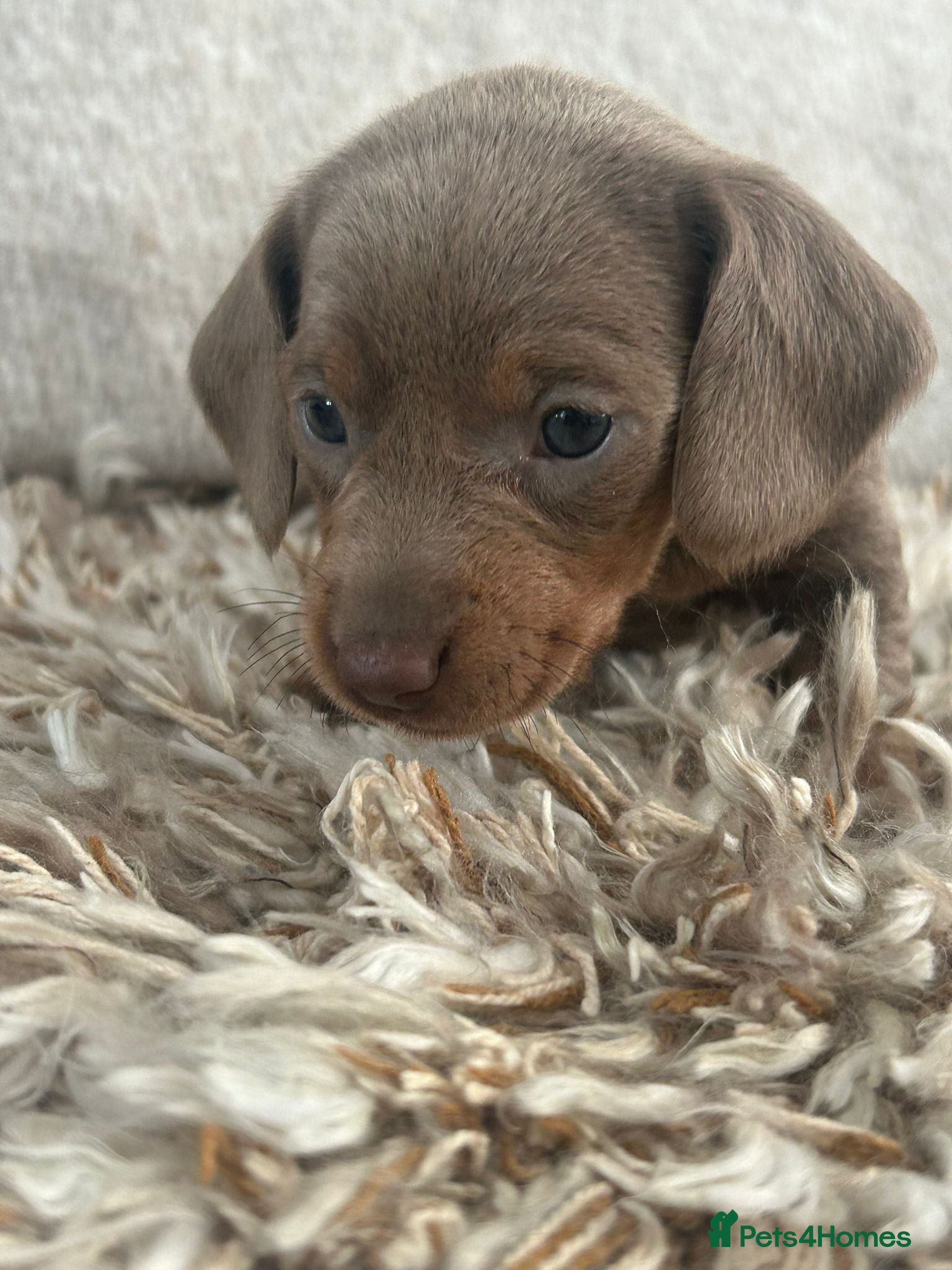 Miniature Dachshund dogs Stunning miniature dachshund puppies 5 LEFT - Advert 2