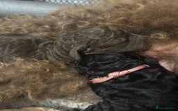 Bernedoodle dogs for sale: Bernedoodle x Labradoodle  - Image 24