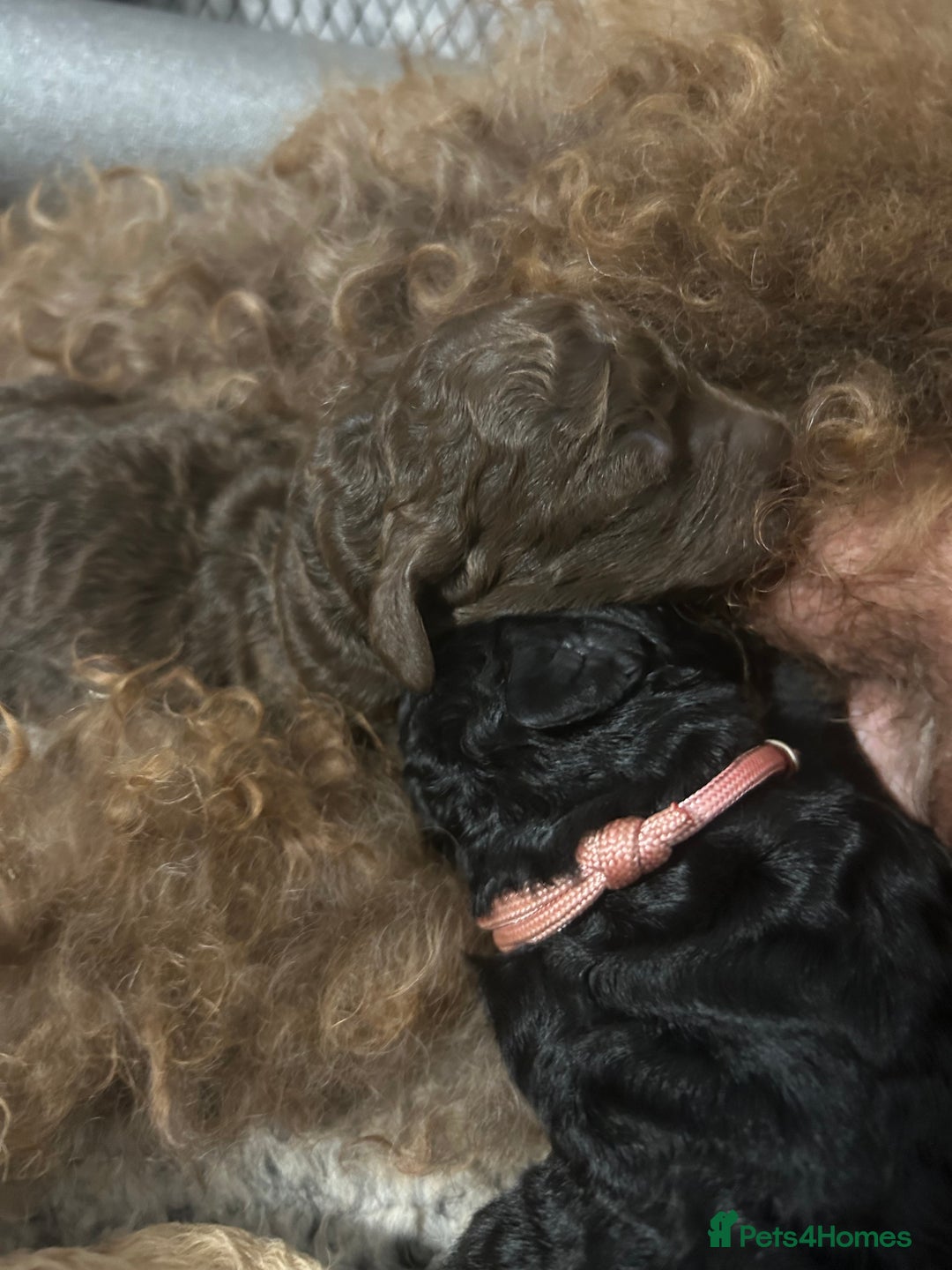 Bernedoodle dogs for sale: Bernedoodle x Labradoodle  - Image 24