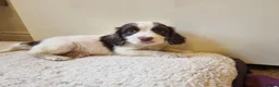 Cocker Spaniel dogs for sale: Last Chocolate Boy Ready Now  - Advert 25