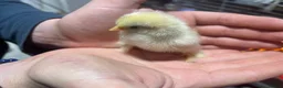 Chickens poultry for sale: Mix of pekin bantam and frizzled pekins chicks  - Advert 3