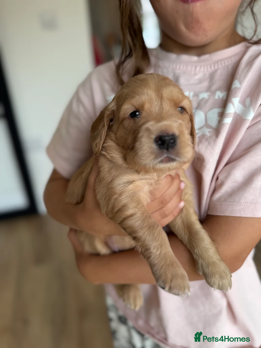 Golden Retriever dogs for sale: Mini Golden Retriever/Dakota Sport Retriever - Advert 17