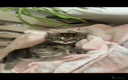 Mixed Breed cats for sale: 5 Adorable Mixed Breed Kittens - Image 13
