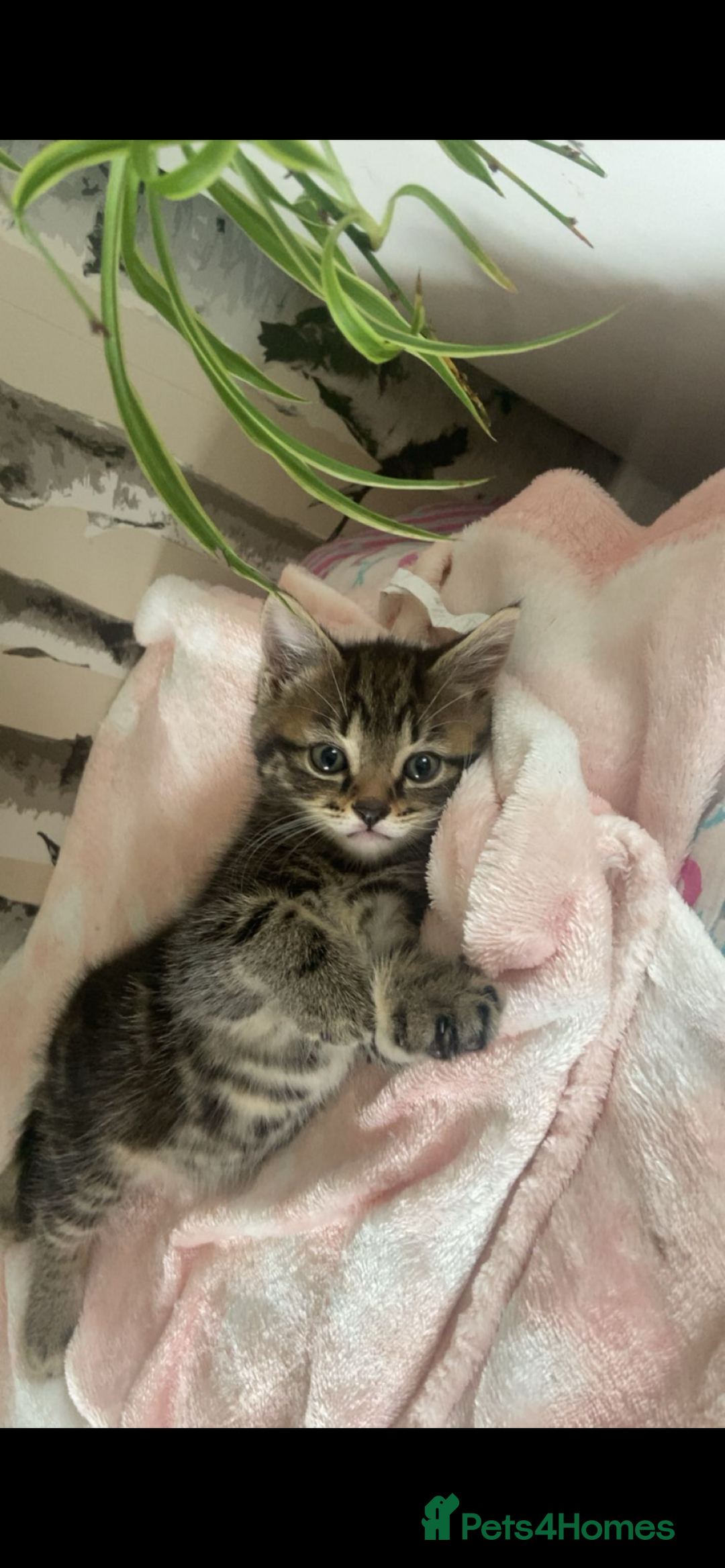 Mixed Breed cats for sale: 5 Adorable Mixed Breed Kittens - Image 13