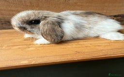 Mini Lop rabbits for sale: MINI LOP BUNNIES - pedigree  - Image 9